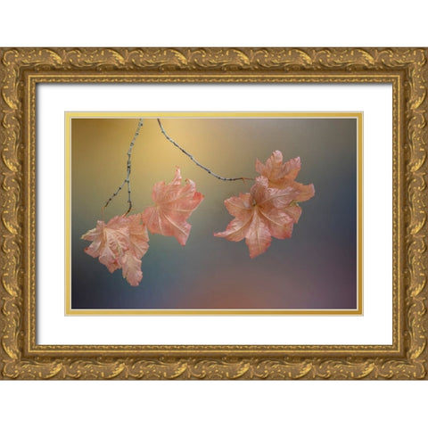 USA-Washington State-Seabeck Vine maple leaves on branch in autumn Gold Ornate Wood Framed Art Print with Double Matting by Jaynes Gallery