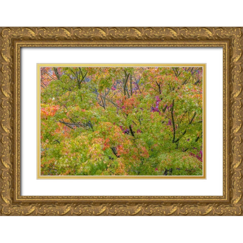 USA-Washington State-Seabeck Japanese maple tree in autumn Gold Ornate Wood Framed Art Print with Double Matting by Jaynes Gallery