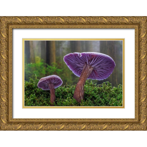 USA- Washington State- Seabeck. Western amethyst laccaria mushroom close-up. Gold Ornate Wood Framed Art Print with Double Matting by Jaynes Gallery
