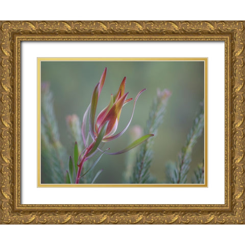 USA- Washington State- Seabeck. Common sunshine conebush plant close-up. Gold Ornate Wood Framed Art Print with Double Matting by Jaynes Gallery