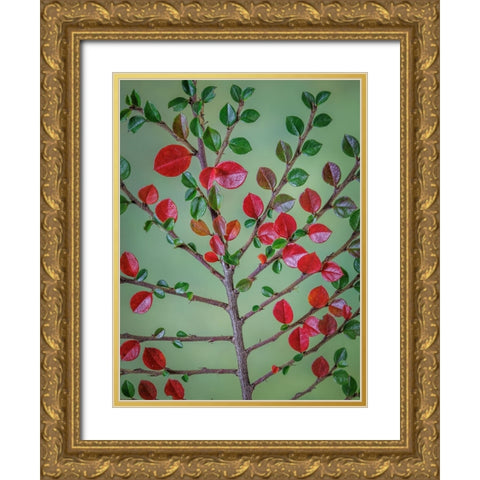 USA- Washington State- Seabeck. Rock cotoneaster plant close-up. Gold Ornate Wood Framed Art Print with Double Matting by Jaynes Gallery