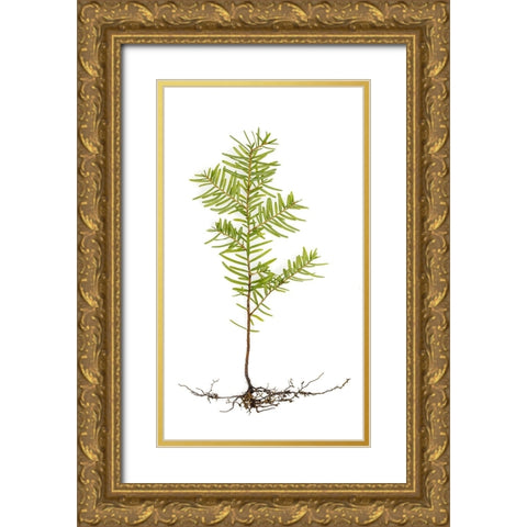USA- Washington State- Seabeck. Western hemlock seedling close-up. Gold Ornate Wood Framed Art Print with Double Matting by Jaynes Gallery