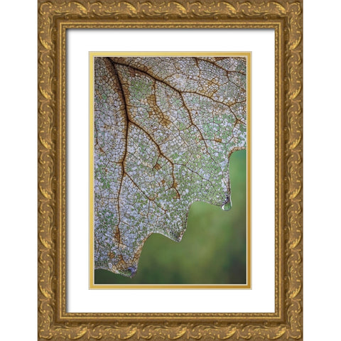 USA- Washington State- Seabeck. Skeletonized vanilla leaf close-up. Gold Ornate Wood Framed Art Print with Double Matting by Jaynes Gallery