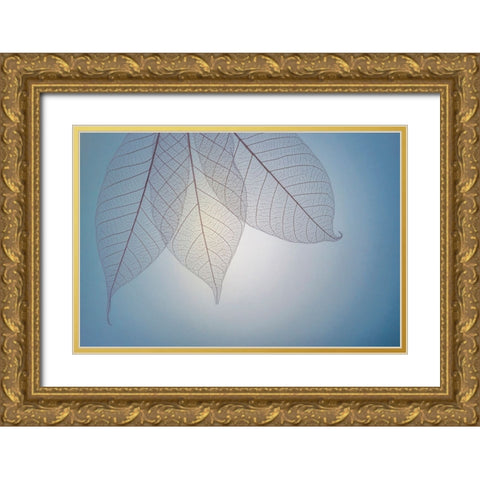 USA- Washington State- Seabeck. Pattern of skeletonized leaves. Gold Ornate Wood Framed Art Print with Double Matting by Jaynes Gallery