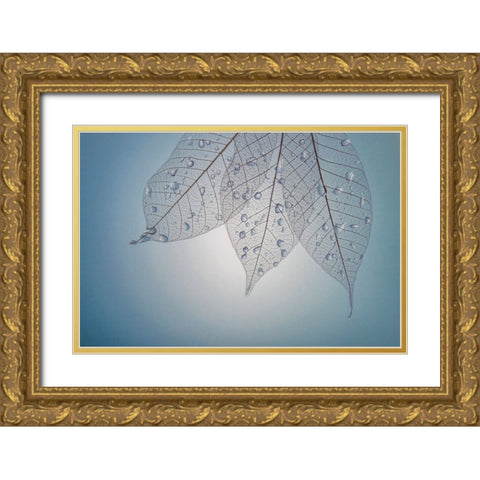 USA- Washington State- Seabeck. Pattern of drops on skeletonized leaves. Gold Ornate Wood Framed Art Print with Double Matting by Jaynes Gallery