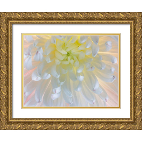 USA- Washington State- Seabeck. Chrysanthemum blossom close-up. Gold Ornate Wood Framed Art Print with Double Matting by Jaynes Gallery