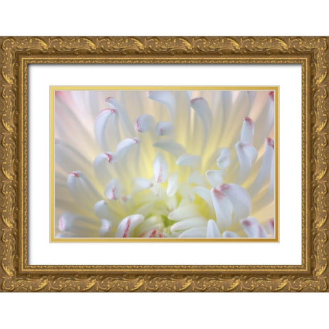USA- Washington State- Seabeck. Chrysanthemum blossom close-up. Gold Ornate Wood Framed Art Print with Double Matting by Jaynes Gallery