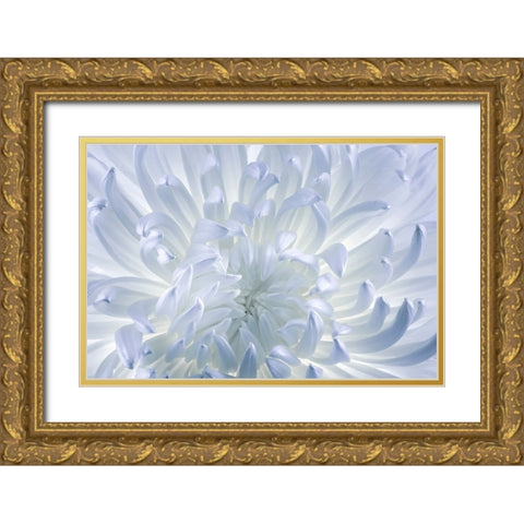 USA- Washington State- Seabeck. Chrysanthemum blossom close-up. Gold Ornate Wood Framed Art Print with Double Matting by Jaynes Gallery