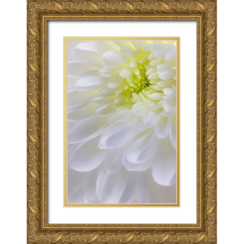 USA- Washington State- Seabeck. Chrysanthemum blossom close-up. Gold Ornate Wood Framed Art Print with Double Matting by Jaynes Gallery