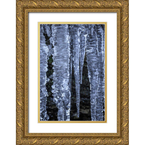 USA- Washington State- Seabeck. Close-up of icicles. Gold Ornate Wood Framed Art Print with Double Matting by Jaynes Gallery