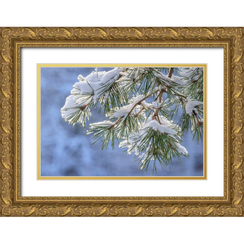 USA- Washington State- Seabeck. Snowy shore pine tree branches. Gold Ornate Wood Framed Art Print with Double Matting by Jaynes Gallery