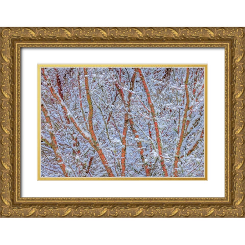 USA- Washington State- Seabeck. Snow-covered coral bark Japanese maple tree. Gold Ornate Wood Framed Art Print with Double Matting by Jaynes Gallery