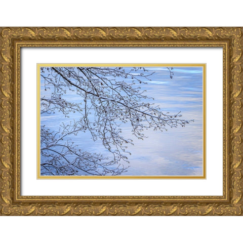 USA- Washington State- Seabeck. Snow-covered alder tree branches on shore of Hood Canal. Gold Ornate Wood Framed Art Print with Double Matting by Jaynes Gallery