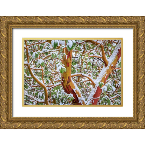 USA- Washington State- Seabeck. Detail of snow-covered madrona tree branches. Gold Ornate Wood Framed Art Print with Double Matting by Jaynes Gallery