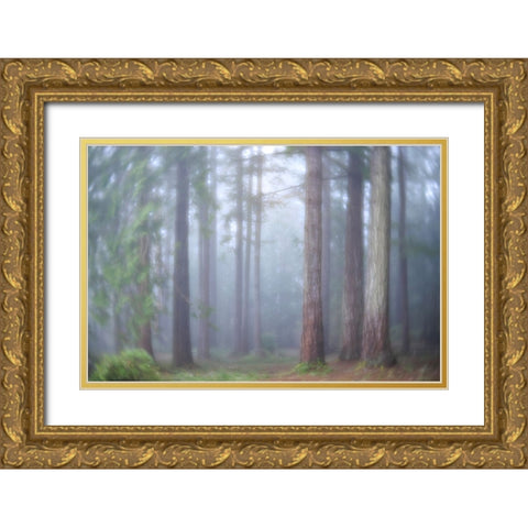 USA- Washington State. Seabeck- Scenic Beach State Park. Morning fog in forest. Gold Ornate Wood Framed Art Print with Double Matting by Jaynes Gallery