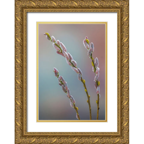 USA- Washington State- Seabeck. Dew-covered pussy willows. Gold Ornate Wood Framed Art Print with Double Matting by Jaynes Gallery