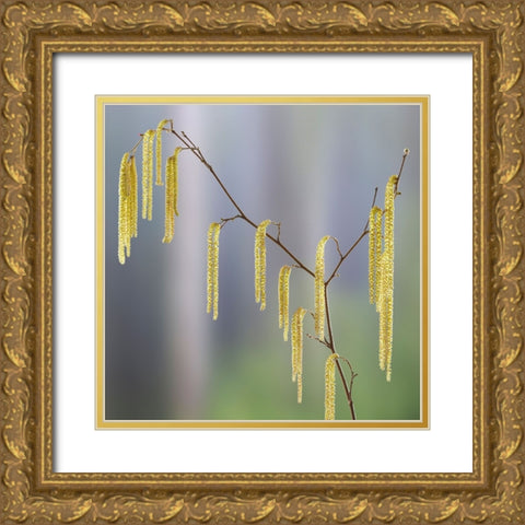 USA- Washington State- Seabeck. Pollen-producing male parts of beaked hazelnut catkin plant. Gold Ornate Wood Framed Art Print with Double Matting by Jaynes Gallery