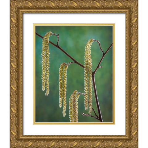 USA- Washington State- Seabeck. Pollen-producing male parts of beaked hazelnut catkin plant. Gold Ornate Wood Framed Art Print with Double Matting by Jaynes Gallery