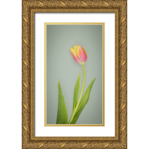 USA- Washington State- Seabeck. Red and yellow tulip in bloom. Gold Ornate Wood Framed Art Print with Double Matting by Jaynes Gallery