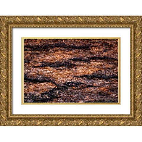 USA- Washington State- Seabeck. Douglas fir bark close-up. Gold Ornate Wood Framed Art Print with Double Matting by Jaynes Gallery