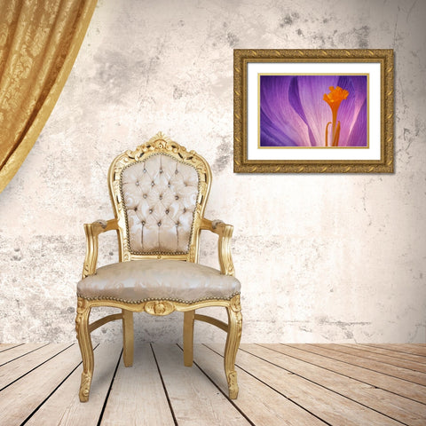 USA- Washington State- Seabeck. Purple crocus blossom close-up. Gold Ornate Wood Framed Art Print with Double Matting by Jaynes Gallery
