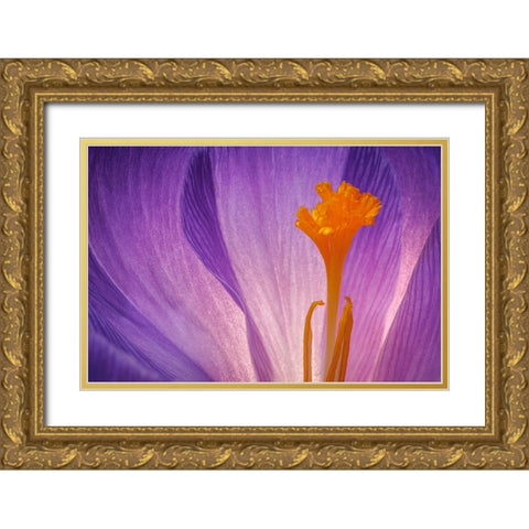USA- Washington State- Seabeck. Purple crocus blossom close-up. Gold Ornate Wood Framed Art Print with Double Matting by Jaynes Gallery
