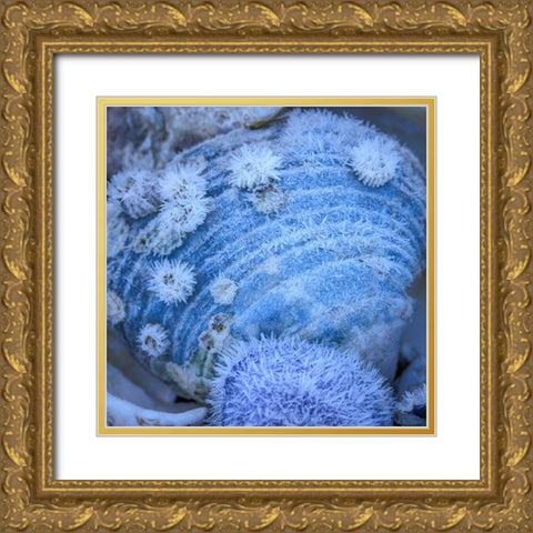 USA- Washington State- Seabeck. Frosty clam shell in winter. Gold Ornate Wood Framed Art Print with Double Matting by Jaynes Gallery