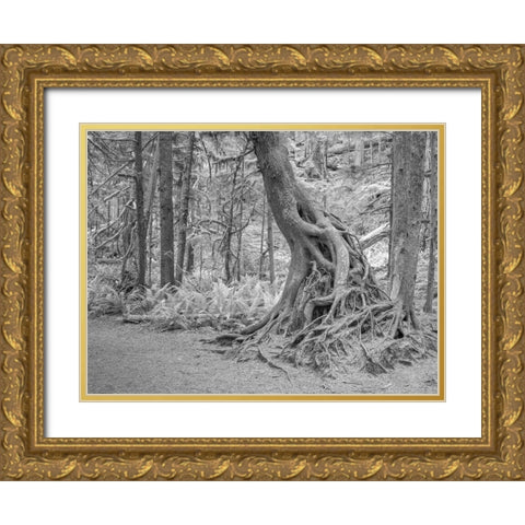Usa-Washington State-Olympic National Park Gold Ornate Wood Framed Art Print with Double Matting by Sederquist, Betty