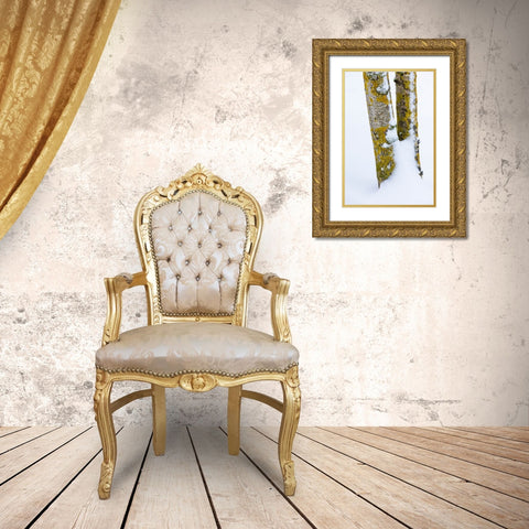 USA- Washington State. Bellevue fresh snow on Birch tree trunks Gold Ornate Wood Framed Art Print with Double Matting by Gulin, Darrell