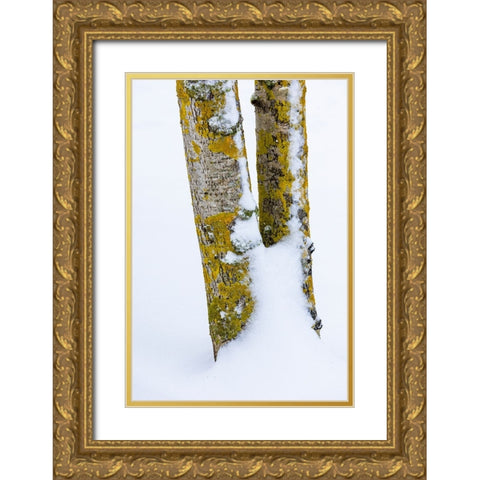 USA- Washington State. Bellevue fresh snow on Birch tree trunks Gold Ornate Wood Framed Art Print with Double Matting by Gulin, Darrell