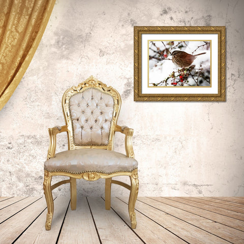 USA- Washington State- Sammamish. Sparrow on snow covered Crabapple tree Gold Ornate Wood Framed Art Print with Double Matting by Gulin, Darrell