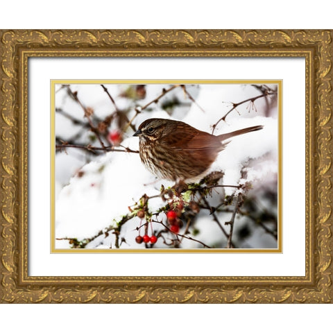 USA- Washington State- Sammamish. Sparrow on snow covered Crabapple tree Gold Ornate Wood Framed Art Print with Double Matting by Gulin, Darrell