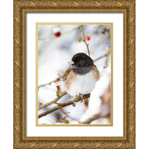 USA- Washington State- Sammamish. Junco on snow covered Crabapple tree Gold Ornate Wood Framed Art Print with Double Matting by Gulin, Darrell
