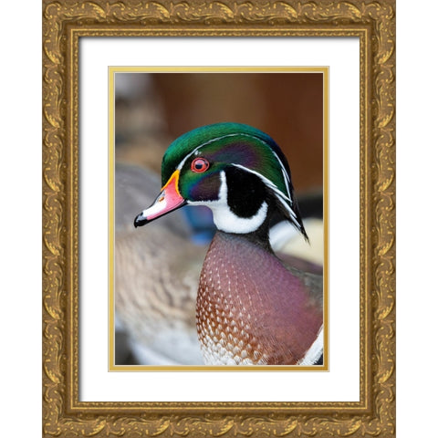 USA- Washington State- Sammamish. Yellow Lake with male drake wood duck Gold Ornate Wood Framed Art Print with Double Matting by Gulin, Darrell