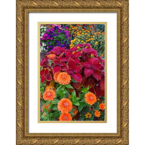USA- Washington State- Sammamish. Garden with summer annual flowers- with zinnias and coleus- Gold Ornate Wood Framed Art Print with Double Matting by Gulin, Darrell