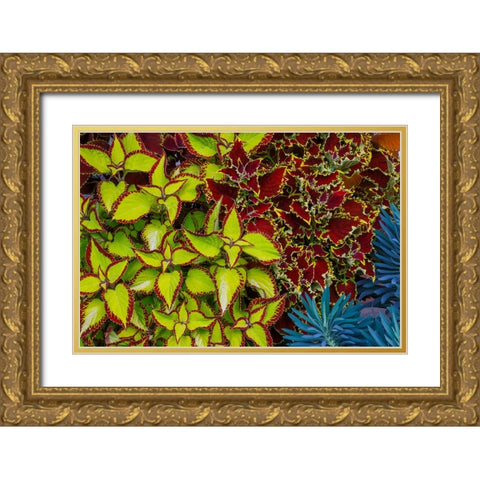 USA- Washington State- Sammamish. Garden with summer annual flowers Coleus Gold Ornate Wood Framed Art Print with Double Matting by Gulin, Darrell