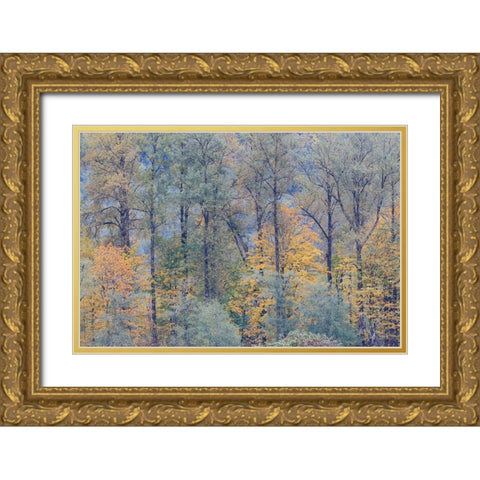 USA- Washington State. Near Preston fall colored trees Gold Ornate Wood Framed Art Print with Double Matting by Gulin, Darrell
