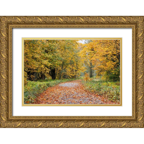 USA- Washington State. Big Leaf Maple trees in autumn colors near Darrington Gold Ornate Wood Framed Art Print with Double Matting by Gulin, Darrell
