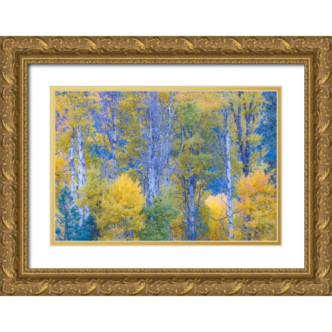USA- Washington State. Aspens in fall color near Winthrop Gold Ornate Wood Framed Art Print with Double Matting by Gulin, Darrell