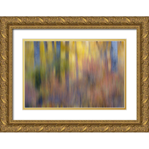 USA- Washington State. Cottonwoods in fall color near Winthrop Gold Ornate Wood Framed Art Print with Double Matting by Gulin, Darrell