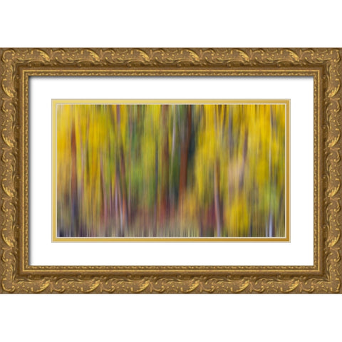 USA- Washington State- Cle Elum. Cottonwoods in autumn along the Yakima River Gold Ornate Wood Framed Art Print with Double Matting by Gulin, Darrell