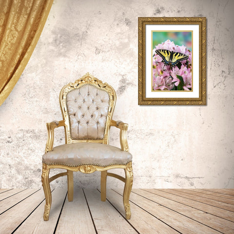 USA- Washington State- Sammamish. Eastern tiger swallowtail butterfly on Peruvian lily Gold Ornate Wood Framed Art Print with Double Matting by Gulin, Darrell
