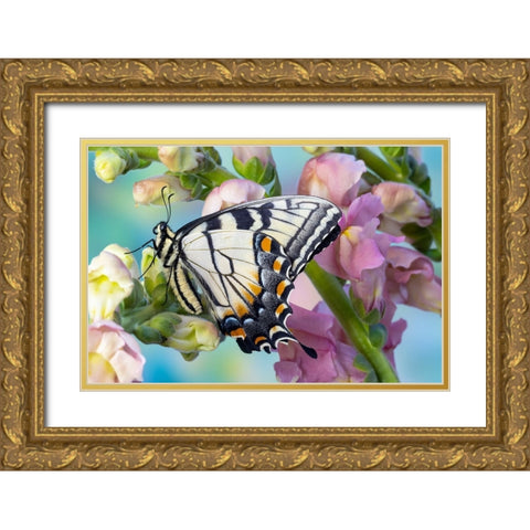 USA- Washington State- Sammamish. Eastern tiger swallowtail butterfly on Snapdragon Gold Ornate Wood Framed Art Print with Double Matting by Gulin, Darrell