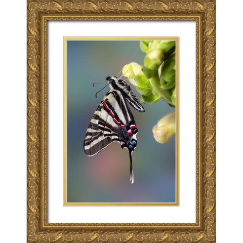 USA- Washington State- Sammamish. Zebra swallowtail butterfly on Snapdragon Gold Ornate Wood Framed Art Print with Double Matting by Gulin, Darrell
