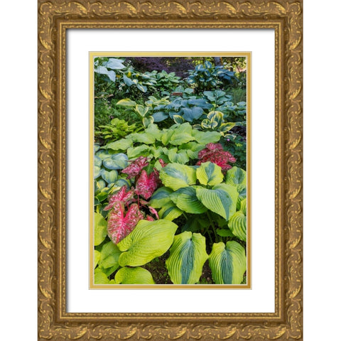 USA- Washington State- Sammamish. shade garden with Caladiums- Hosta. Gold Ornate Wood Framed Art Print with Double Matting by Gulin, Darrell