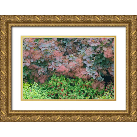 USA- Washington State. Bellevue Botanical garden smoke bush and fuchsia in bloom Gold Ornate Wood Framed Art Print with Double Matting by Gulin, Darrell