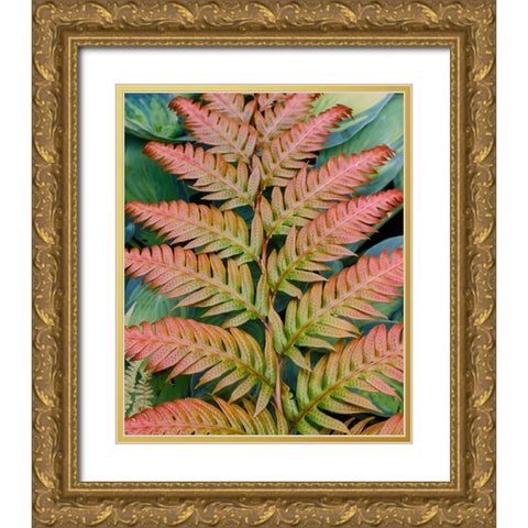 USA- Washington State. Bellevue Botanical garden Gold Ornate Wood Framed Art Print with Double Matting by Gulin, Darrell