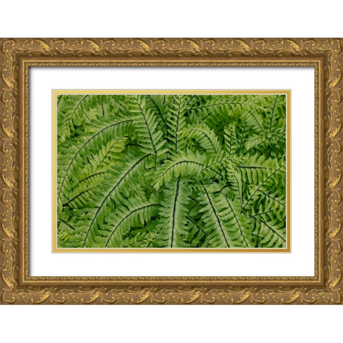 USA- Washington State. Bellevue Botanical garden Gold Ornate Wood Framed Art Print with Double Matting by Gulin, Darrell