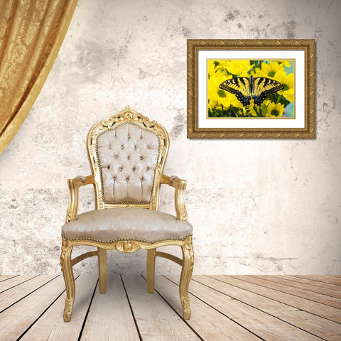 USA- Washington State- Sammamish. Eastern tiger swallowtail butterfly Gold Ornate Wood Framed Art Print with Double Matting by Gulin, Darrell