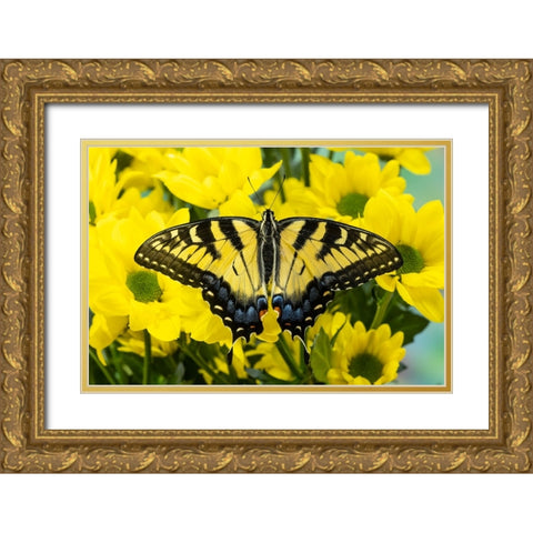 USA- Washington State- Sammamish. Eastern tiger swallowtail butterfly Gold Ornate Wood Framed Art Print with Double Matting by Gulin, Darrell